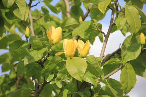 Magnolia ‘Yellow Bird’ a smaller growing magnolia variety ideal for small gardens and pots