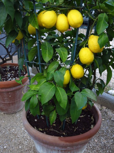 Meyer lemon tree a popular lemon tree to grow in the UK