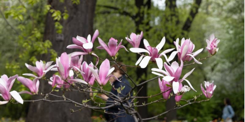 There are many pests that attack magnolias from common ones such as mealybugs and thrips to Magnolia Borer. See possible treatments now