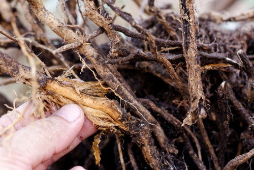 Root rot of which one of the first signs is yellowing leaves