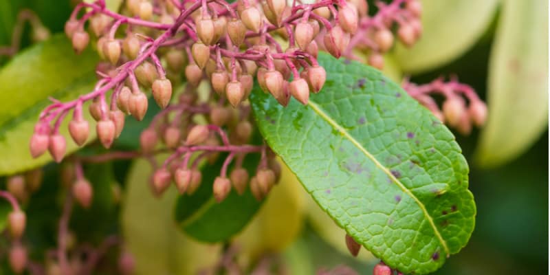 Pieris Forest Flame Diseases and how to treat them including leaf spot disease