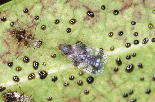 Pieris Lacebug from Japan that is now widespread across the UK
