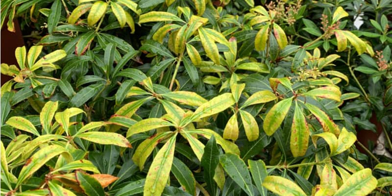 Pieris leaf problems, how to identify them and how to fix them
