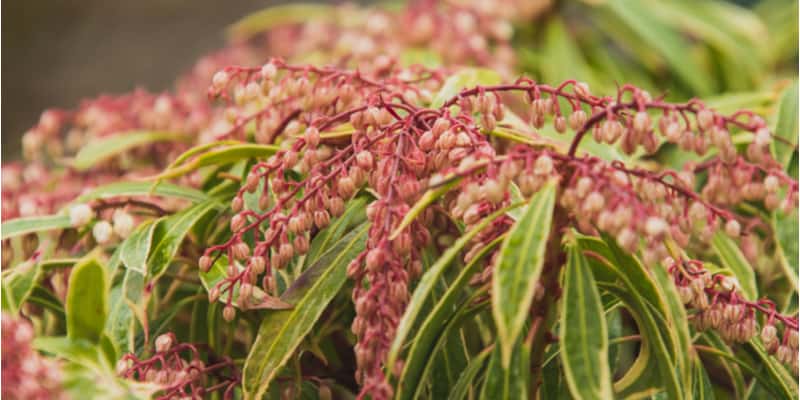 in this guide I discuss some of the common Pieris plant problems and how to treat them to help the shrub recover