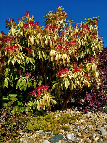 Pieris with yellow leaves that are dropping caused by lack of nutrients