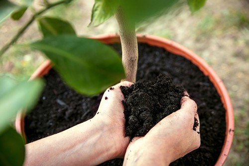 use enriched compost and soil when growing lemon trees and mix plenty of grit through