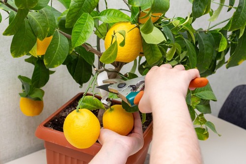 Pruning ripe lemons from lemon tree with pruners for a clean cut