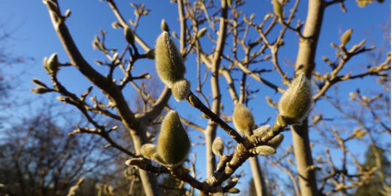 There are a few common reasons magnolias sometimes don't flower including incorrect pruning or pruning to hard and frost bud damage