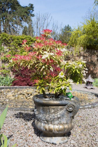 Pieris forest flame established in a large pot. Needs feeding regulary 