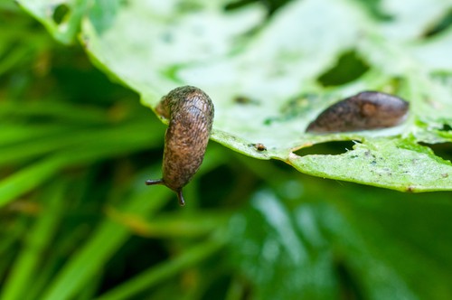 Slugs that can attack choisya plants but are more of a concern on young plants