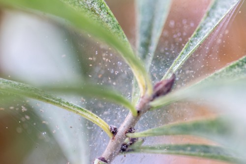 Spider mites that can attack plants and in worst cases cause wilting