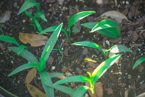 Tiger lily seedling