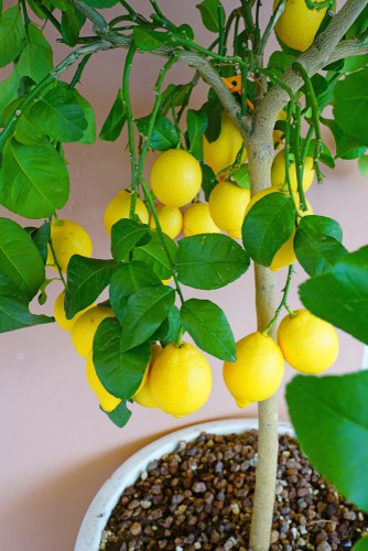 Top heavy citrus lemon tree