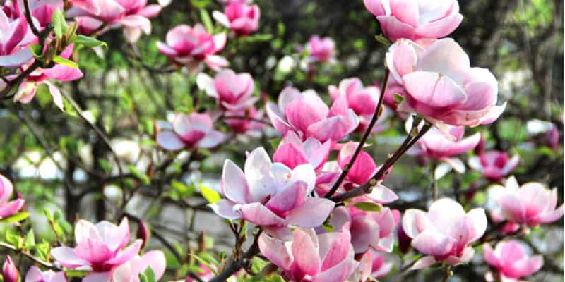 When do Magnolias bloom and why to choose specific varieties