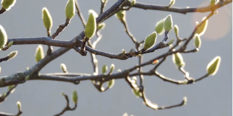 In this guide. I look at why your magnolia buds might not be opening or simply dropping before opening from to much nitrogen to frost damage.