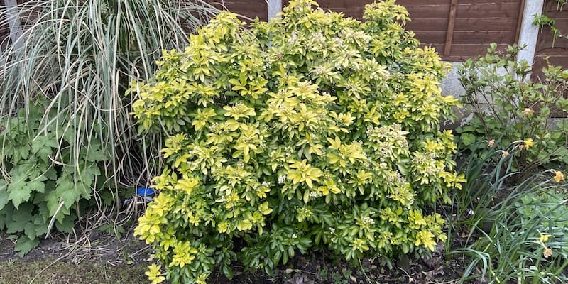 In this guide, I look at several reasons your Choisya leaves might be wilting and turning yellow from water logging to pests.