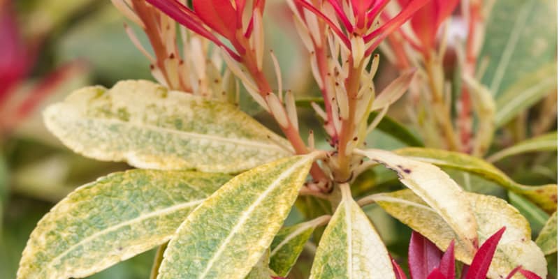 There are a few reasons why pieris can start losing its leaves from Pieris Lacebug attacks to leaf spot and the soil being to alkaline. Learn more now