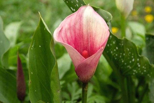 Zantedeschia aethiopica (Calla lily) pink flower