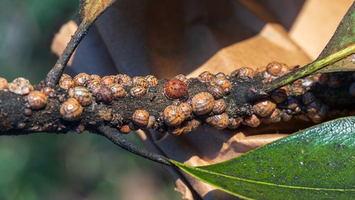 Scale insects produce sticky sap that causes honeydew that can stress the tree and cause them not to flower