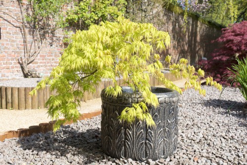 Acer palmatum or Japanese maple shrub growing in a container