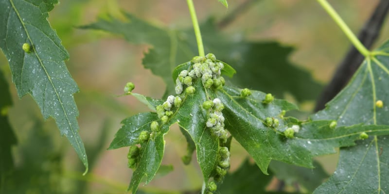 In this guide, I look at Acer plant problem and reasons your Acer might be dying from vine weevil eating the roots to diseases such as Phytophthora
