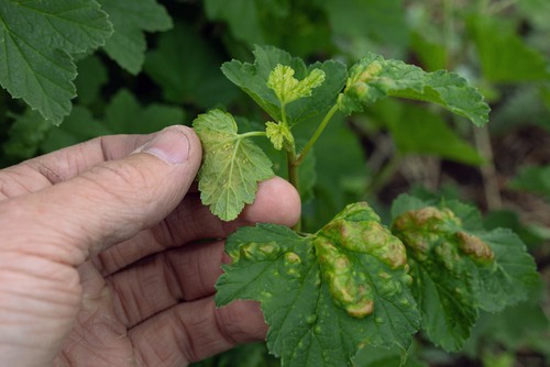 Aphids attacking currants and gooseberries causing leaves to curl