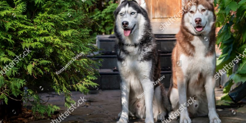 Are conifers poisonous to dogs? this is someone difficult to answer but Yew trees are very common and poisonous to dogs.