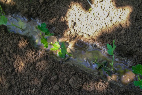 Gooseberry cuttings planted in ground to root