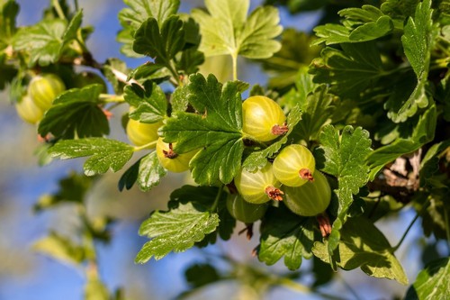 Gooseberry fruiting well after correct pruning and watering often