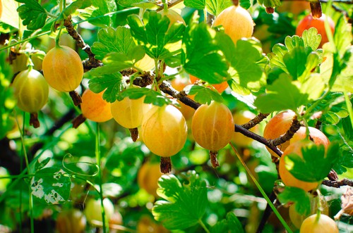 Gooseberry growing well in large pots, ideal for small gardens