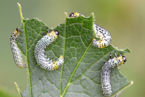Gooseberry sawfly (Nematus ribesii) caterpillars