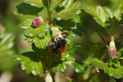 Gooseberry with bee on
