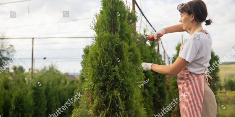 How and when to trim conifers