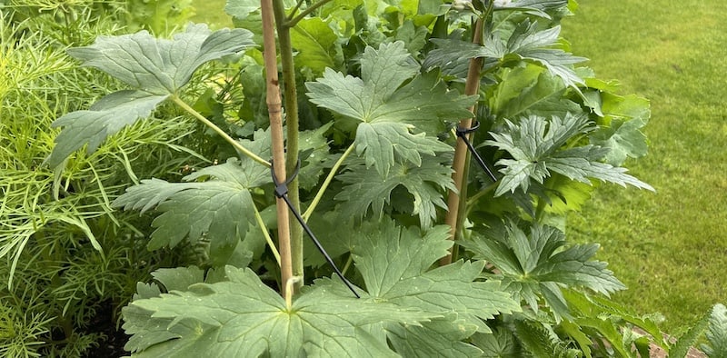 I show you how I stake my own delphiniums as well as use peony cage to stop the top heavy flowers bending and breaking.