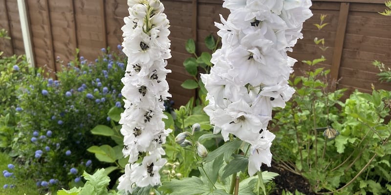 Growing delphiniums from seed