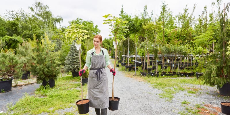 I show you how to plant an acer tree from shooting the right position to the actual planting and aftercare