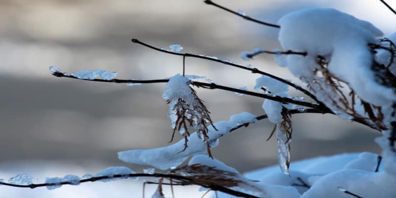 I look at different things you can do to protect your acer trees over winter from using fleece with potted acer trees to mulching