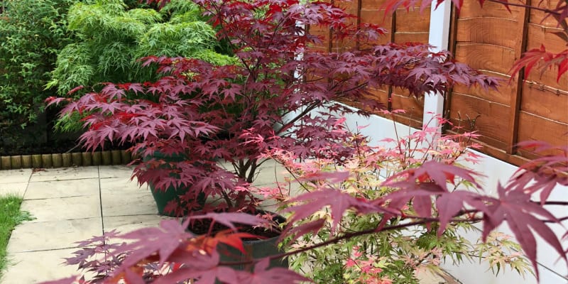 Learn how to repot an Acer tree from choosing the right size pot to planting it in the right compact and to the correct depth and watering