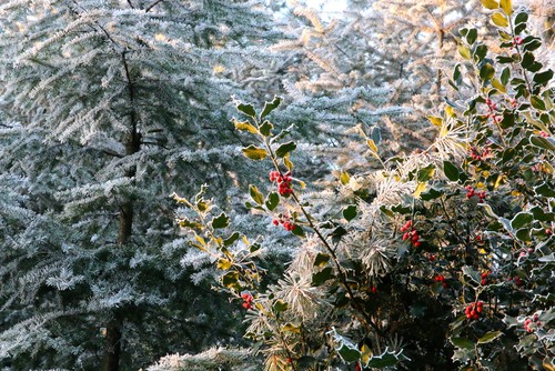 are conifers poisonous to dogs