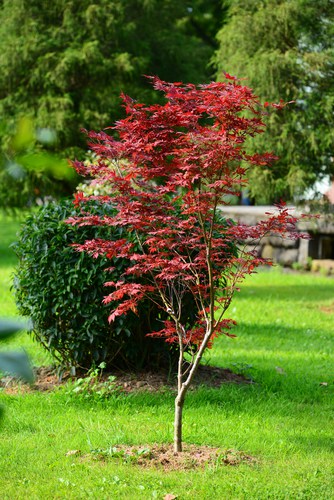 Newly planted acer in lawn area