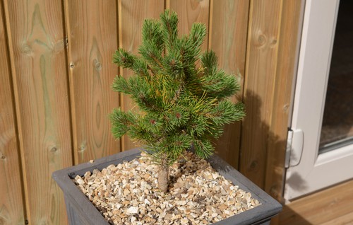 Pine conifer growing in a container and topped with gravel