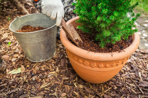 Planting a conifer into a new pot