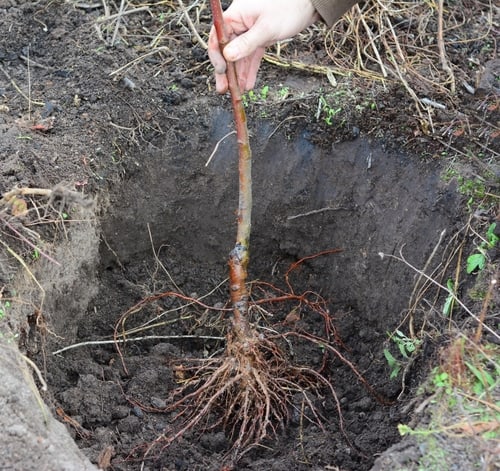 how to plant an acer tree, bare root and potted
