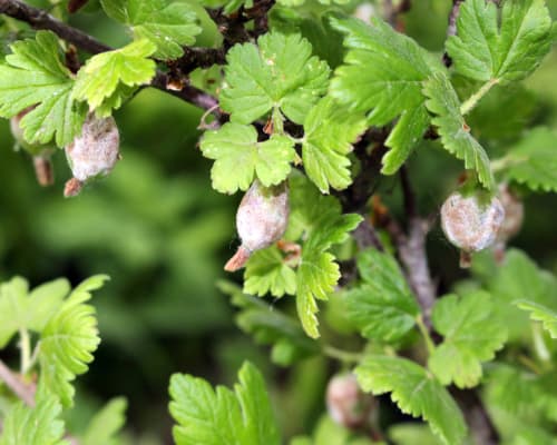 Powdery mildew on fruits and leaves of gooseberry
