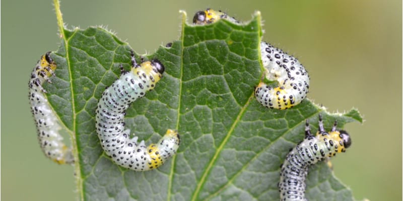 I often get asked what’s Eaten the Leaves on my Gooseberry Bush, its almost always the result of Gooseberry sawflies larvae. Learn more