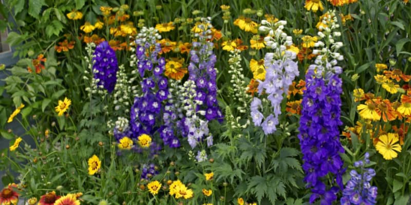 When and how to cut back and prune delphiniums