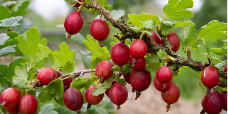 The fruits of Gooseberries are in their season between May and August, with their peak being in July.