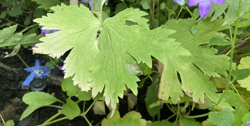 I talk about why your delphinium’s leaves turning yellow and brown? These are a few reasons from crown rot to overwatering.