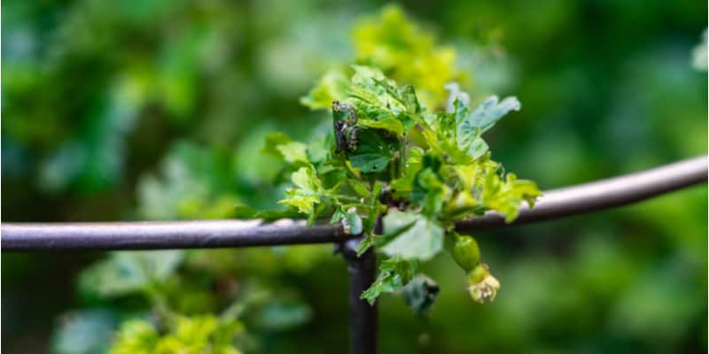 The most common reasons why your gooseberry leaves might be curling are an aphid attack although sawfly and over watering also cause wilting leaves.