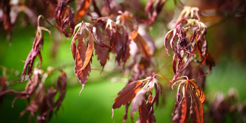 I discuss why the leaves on your Japanese maple might be scorched. This includes frost, salty wind, under or overwatering and more